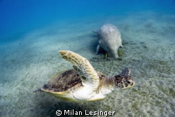 Lucky morning in Marsa Alam at 6am. by Milan Lesinger 